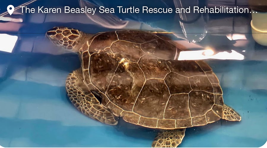 Near by Turtle Rescue and Rehabilitation Center
