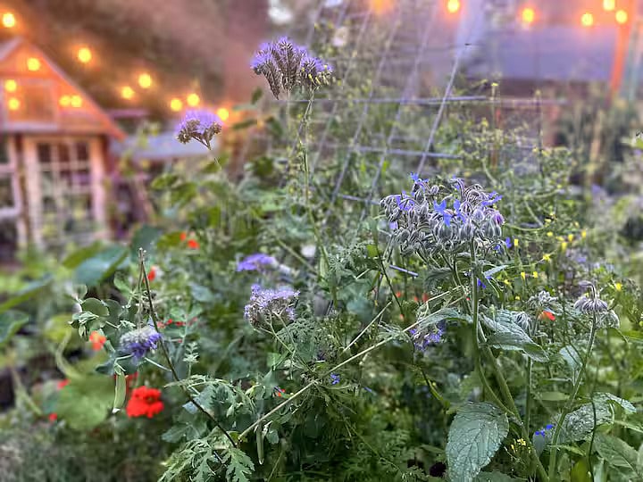 Glean from the garden herbs