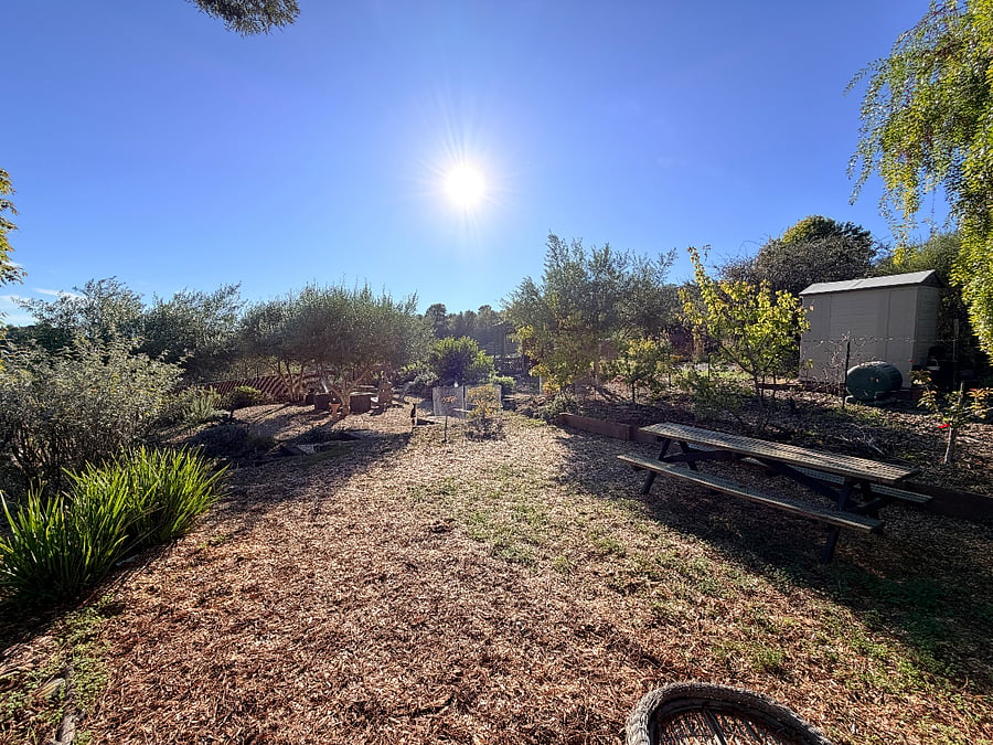 Open wood Chip area with picnic table, fruit, trees, and space for cornhole game.