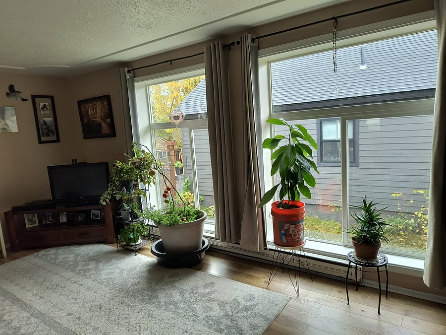 Windows in living room