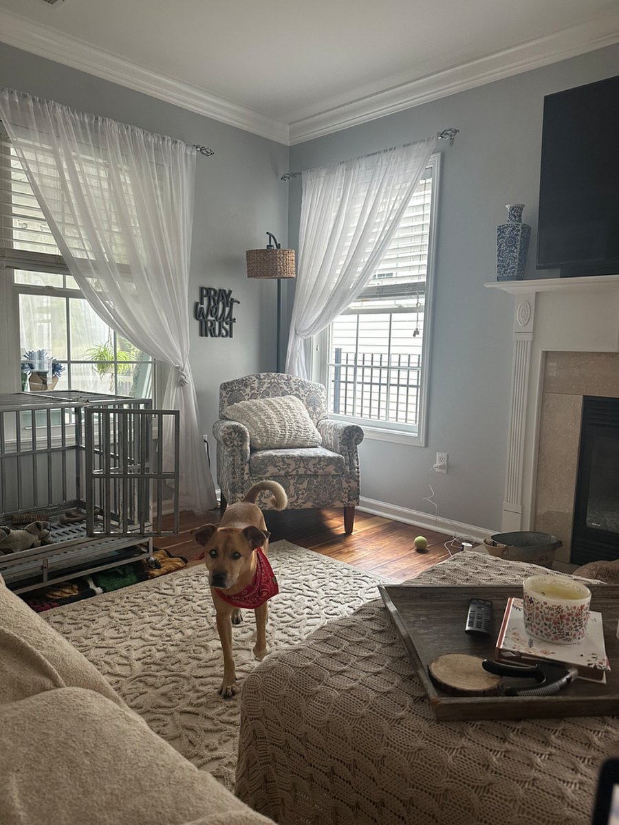 living room and Scoob