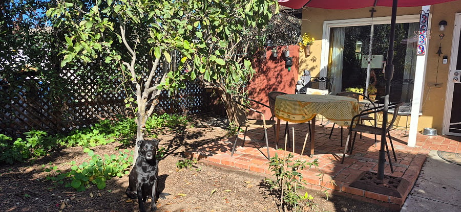 Front garden - shared space