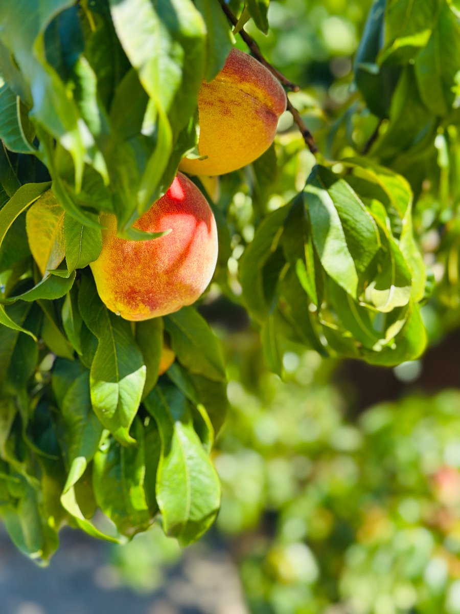 Plentiful Fruit Trees: Peaches, Oranges, Tangerines, Kiwi, Grapes, Figs