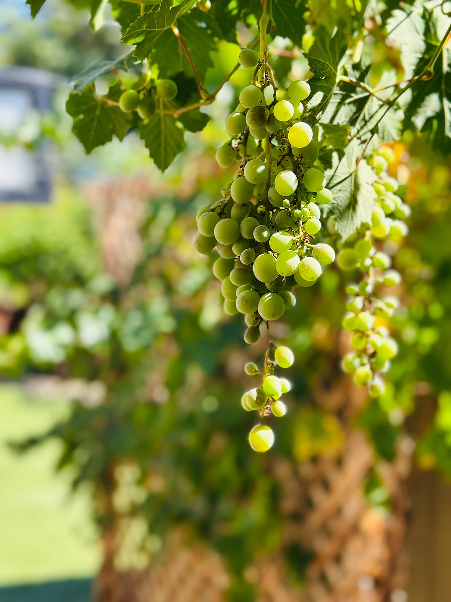 Plentiful Fruit Trees: Peaches, Oranges, Tangerines, Kiwi, Grapes, Figs