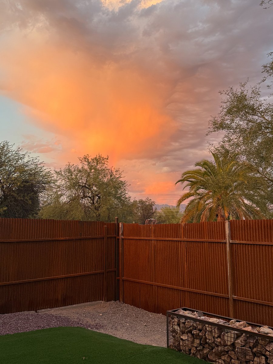 NW corner of the back yard at sunset