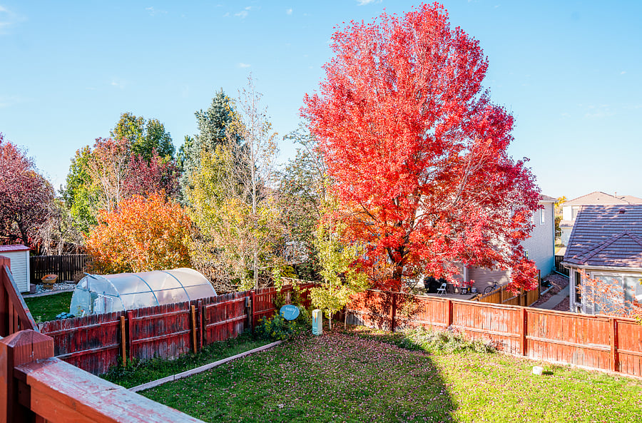 backyard