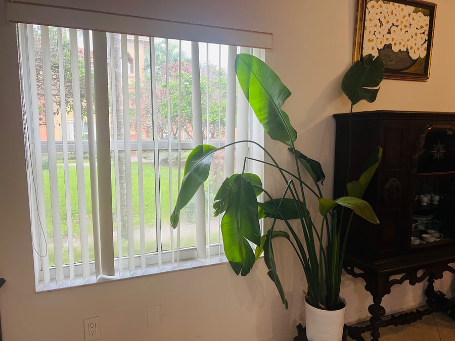 Living room window 1