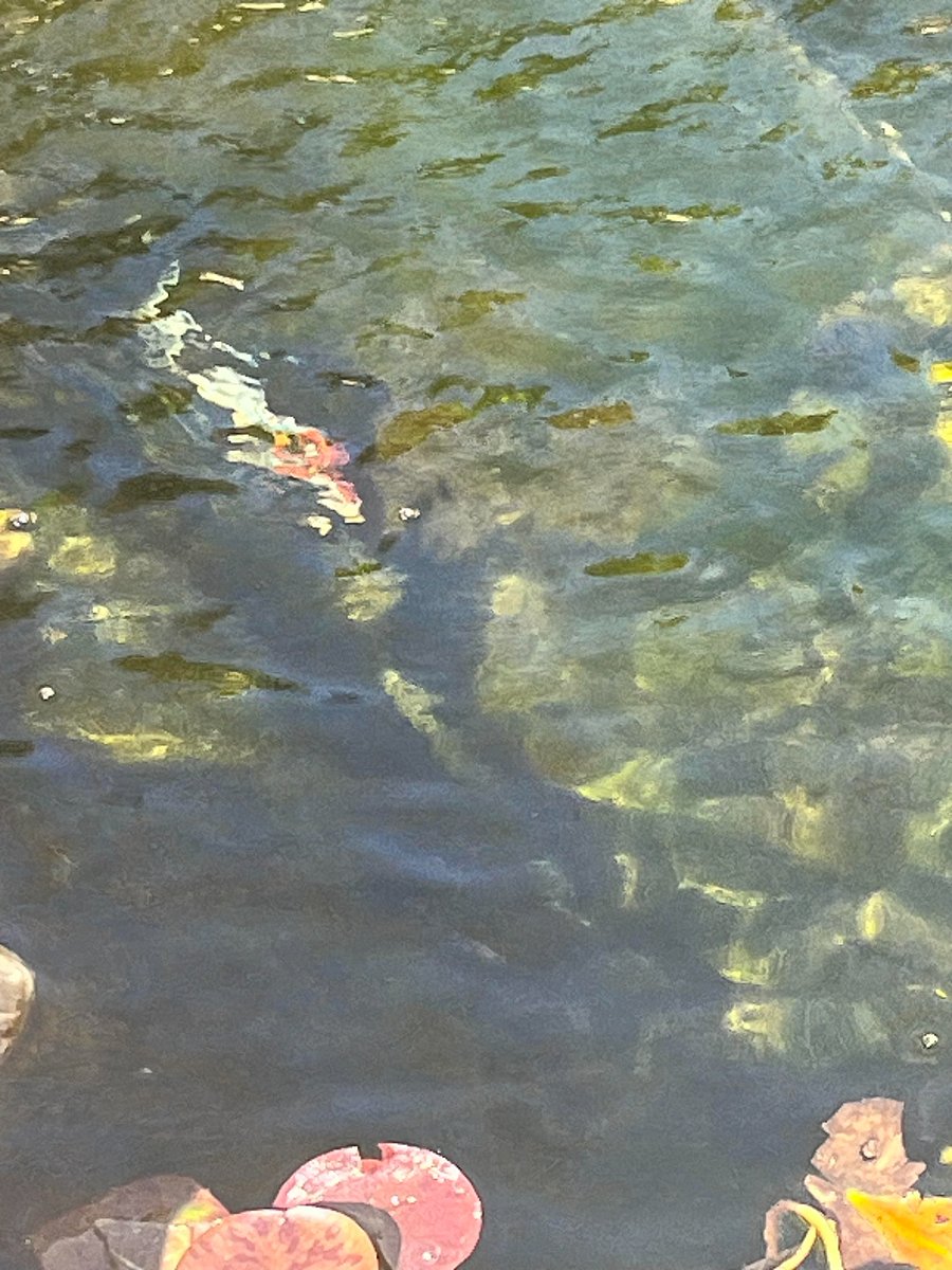 Koi Named Fred