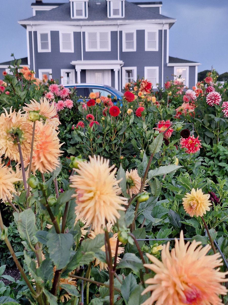 Flowers on Boulevard/ Harbor Walk