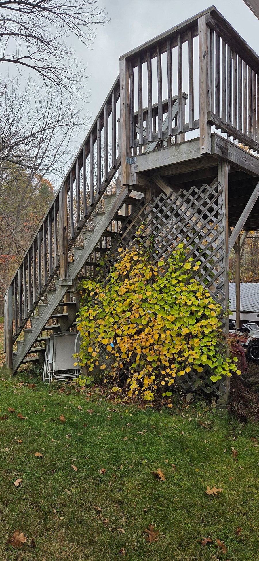Climbing hydrangeas bloom mid summer on stairs to the deck.