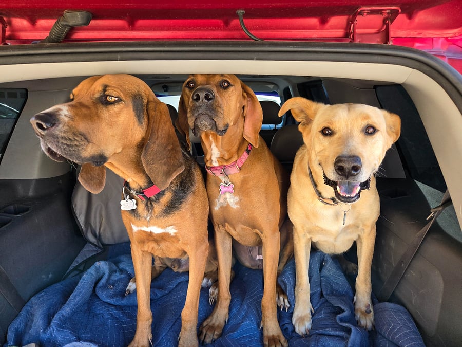 Security team