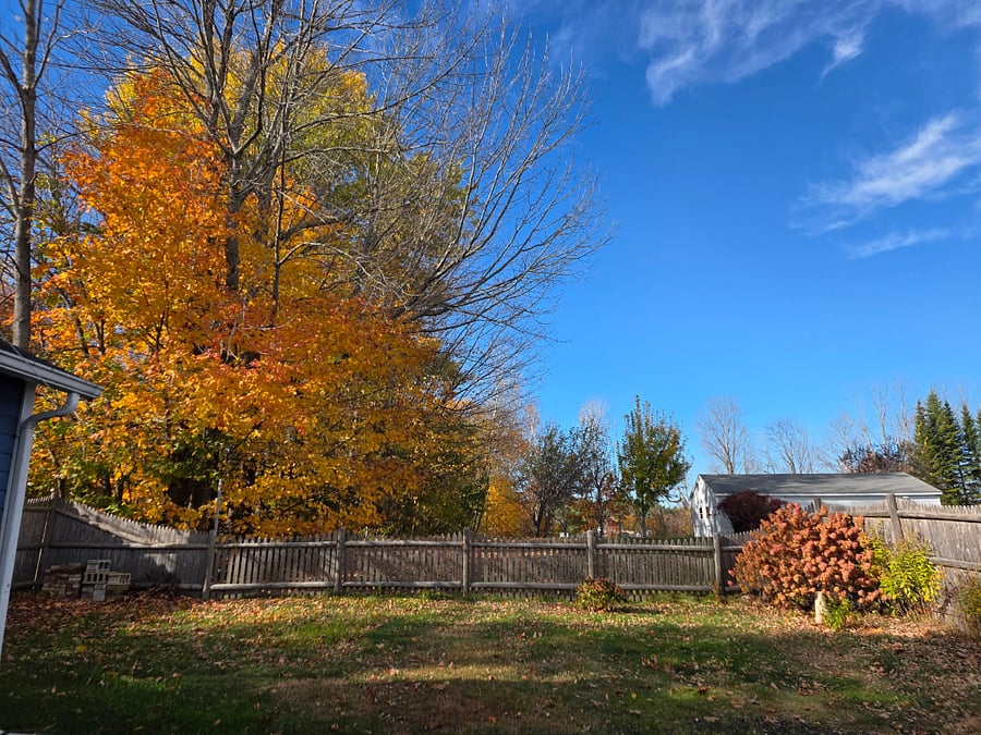 Fenced in backyard with garden