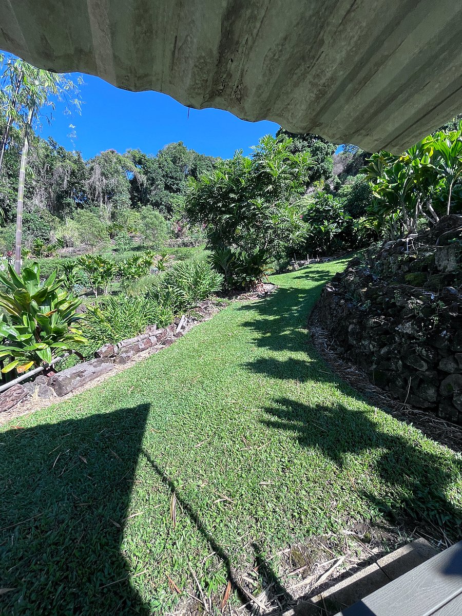 Back yard