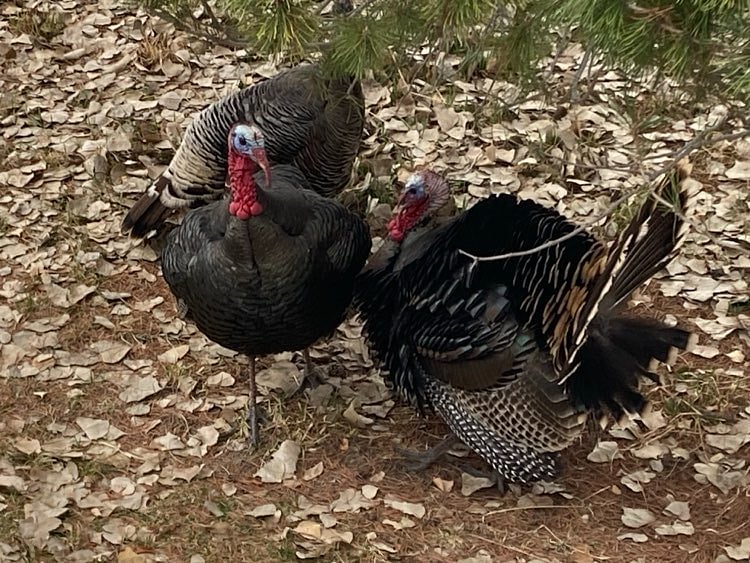 Wild Life Visitors