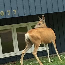 More Wild Life Visitors