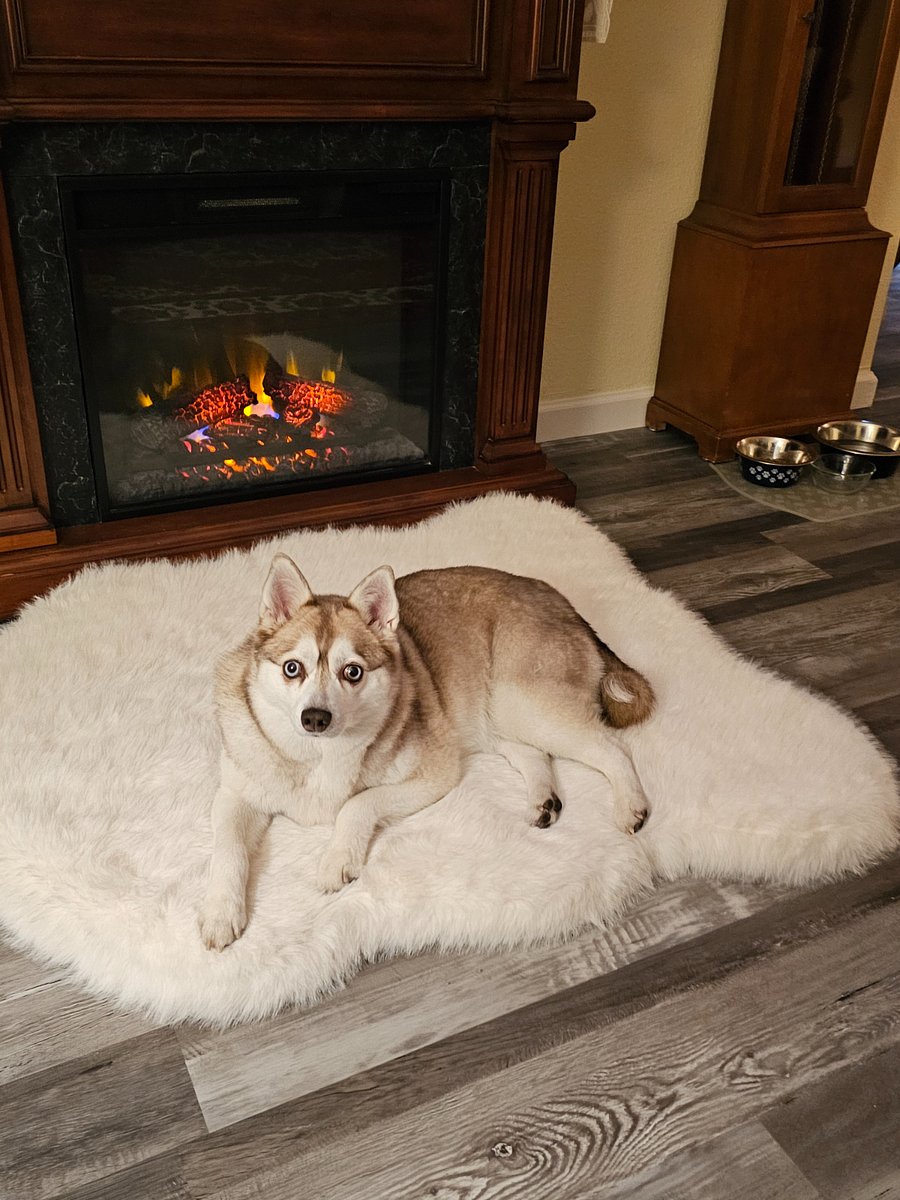 Princess Koda Kai in front of the fireplace/heater