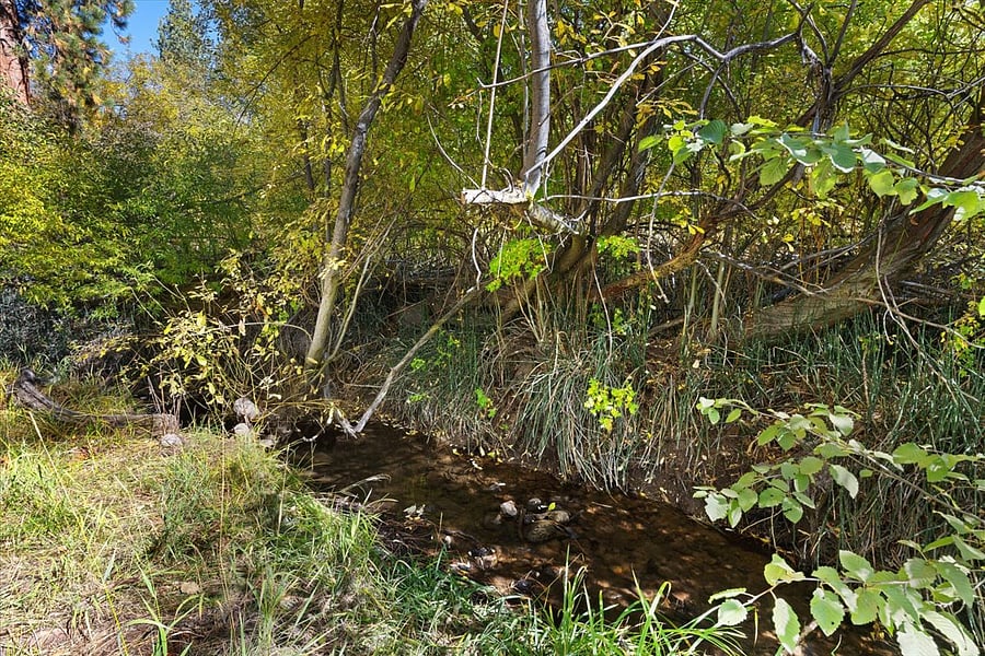Creek in the backyard
