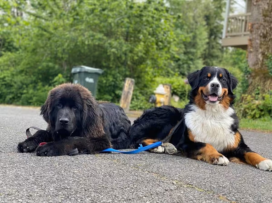 We are dog-friendly!