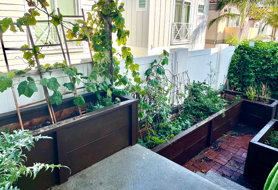 Vegetable Garden