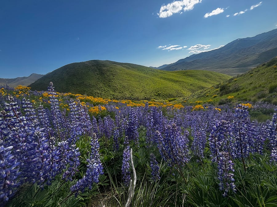 spring time lupine bloom