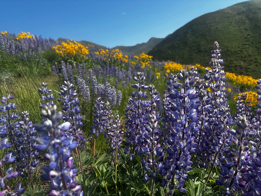 Lupine hills