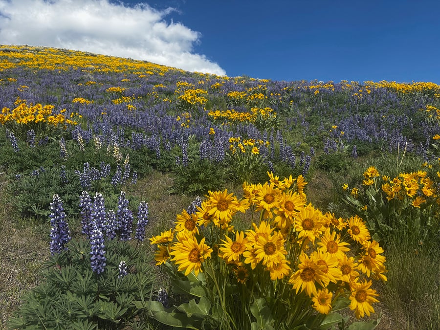 balsam root hills