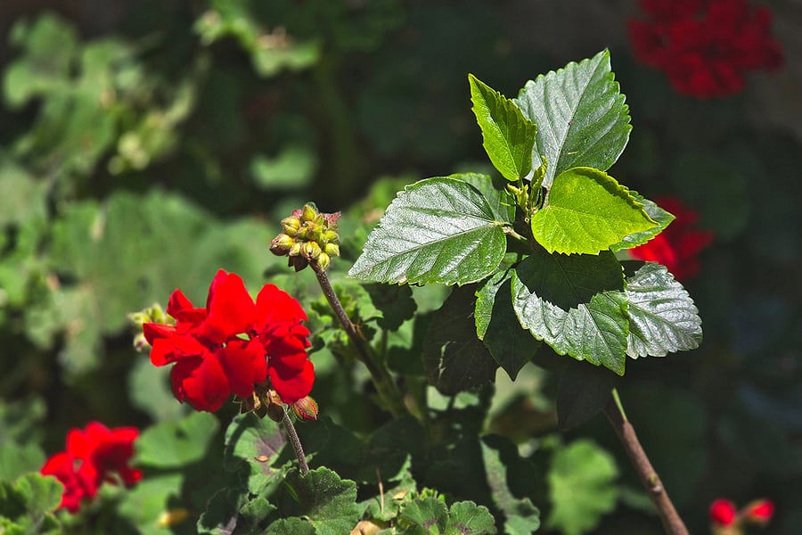 Geranium garden detail