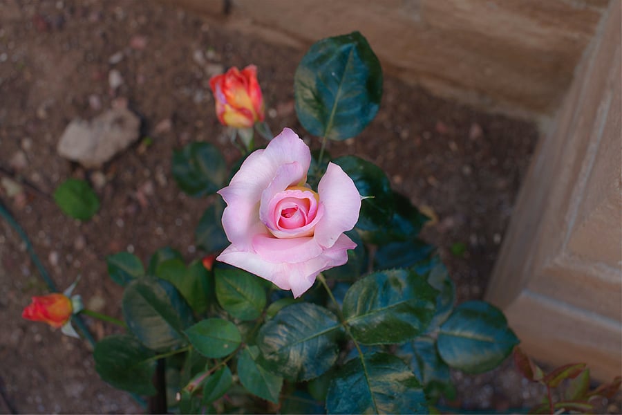 Rose garden detail