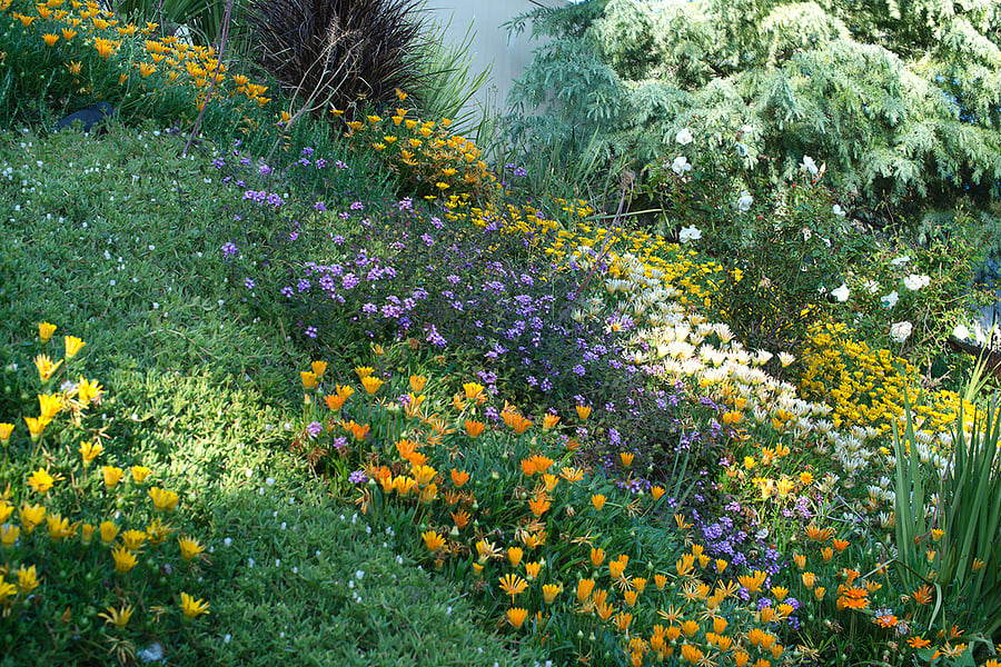 Flowering hill slop garden detail