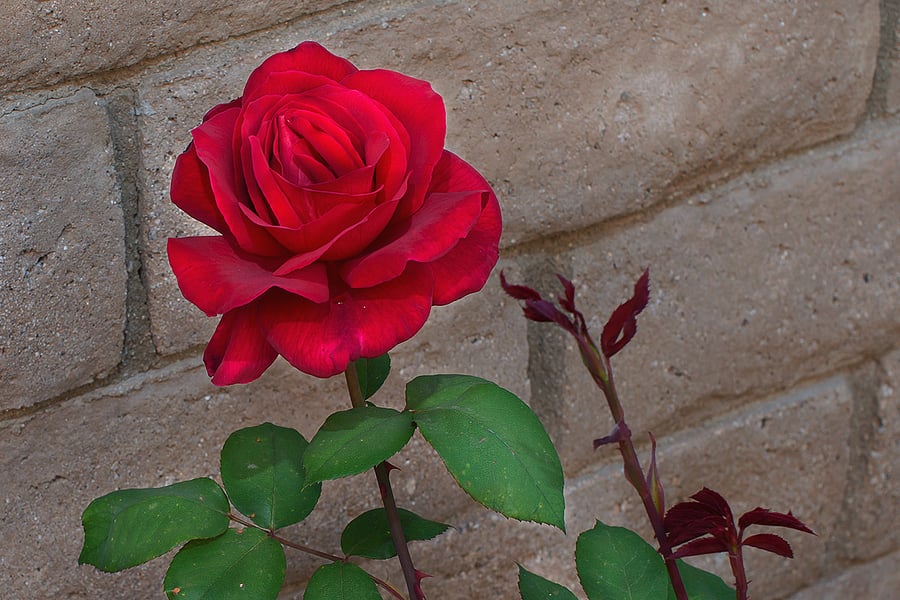 Single red rose in the garden