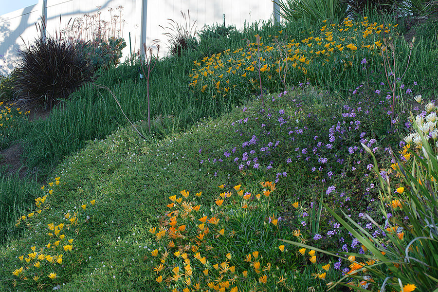 Flowering hill slope detail