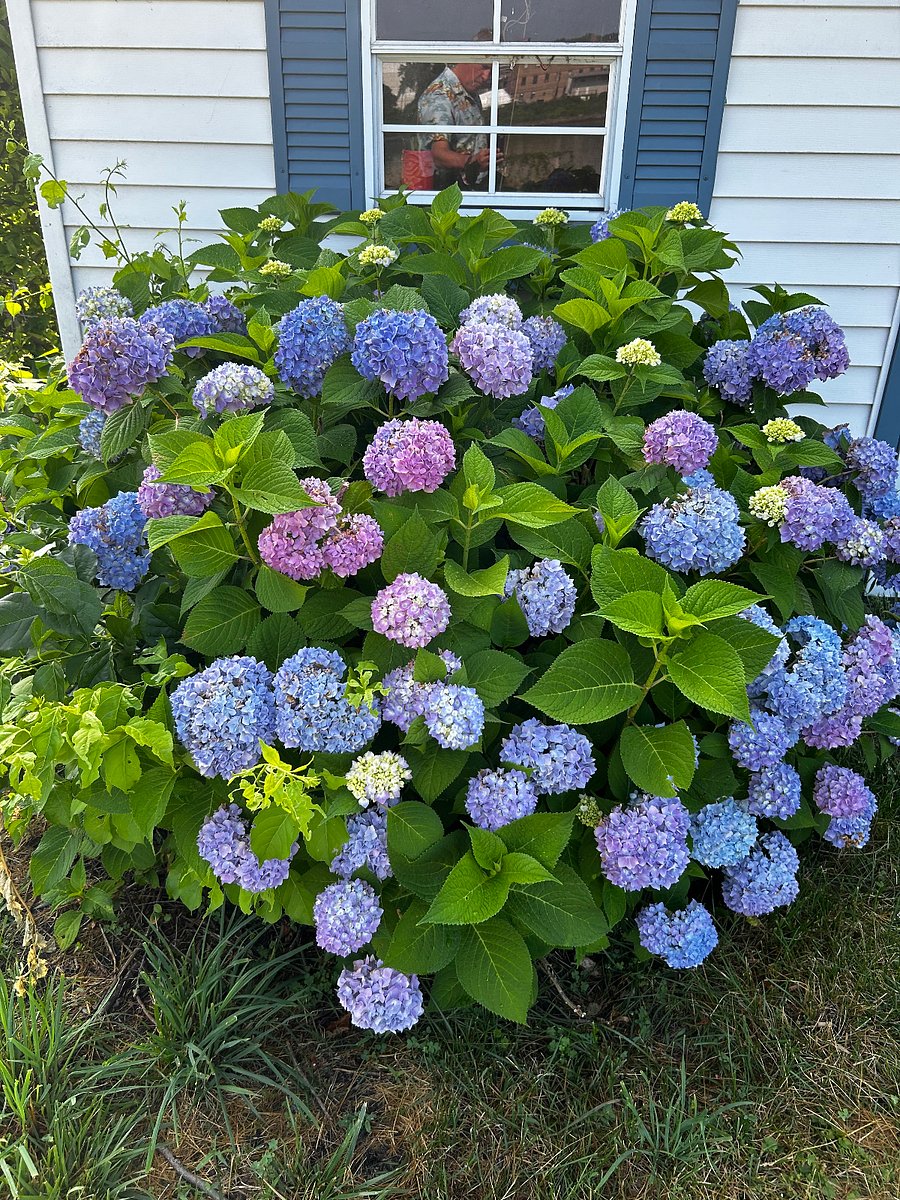 beautiful established gardens