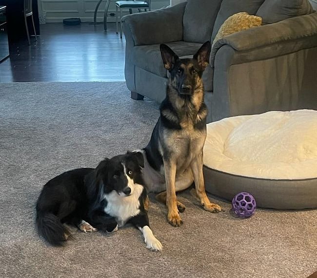 These are our two resident dogs. The border collie is Buddy, and the German shepherd is Apollo.  Both are very friendly, and will try very hard to get you to play with them.