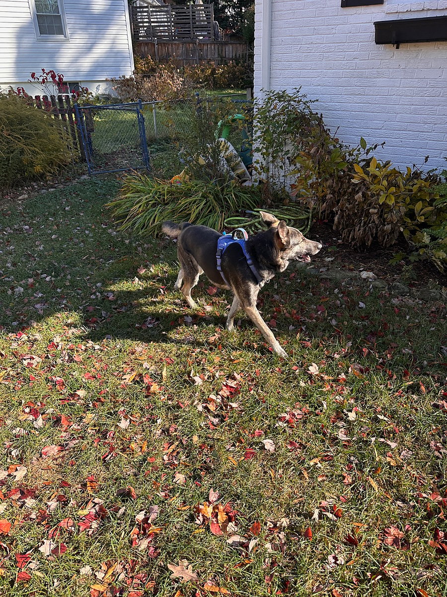 Dog friendly! (Featured pup not at property)