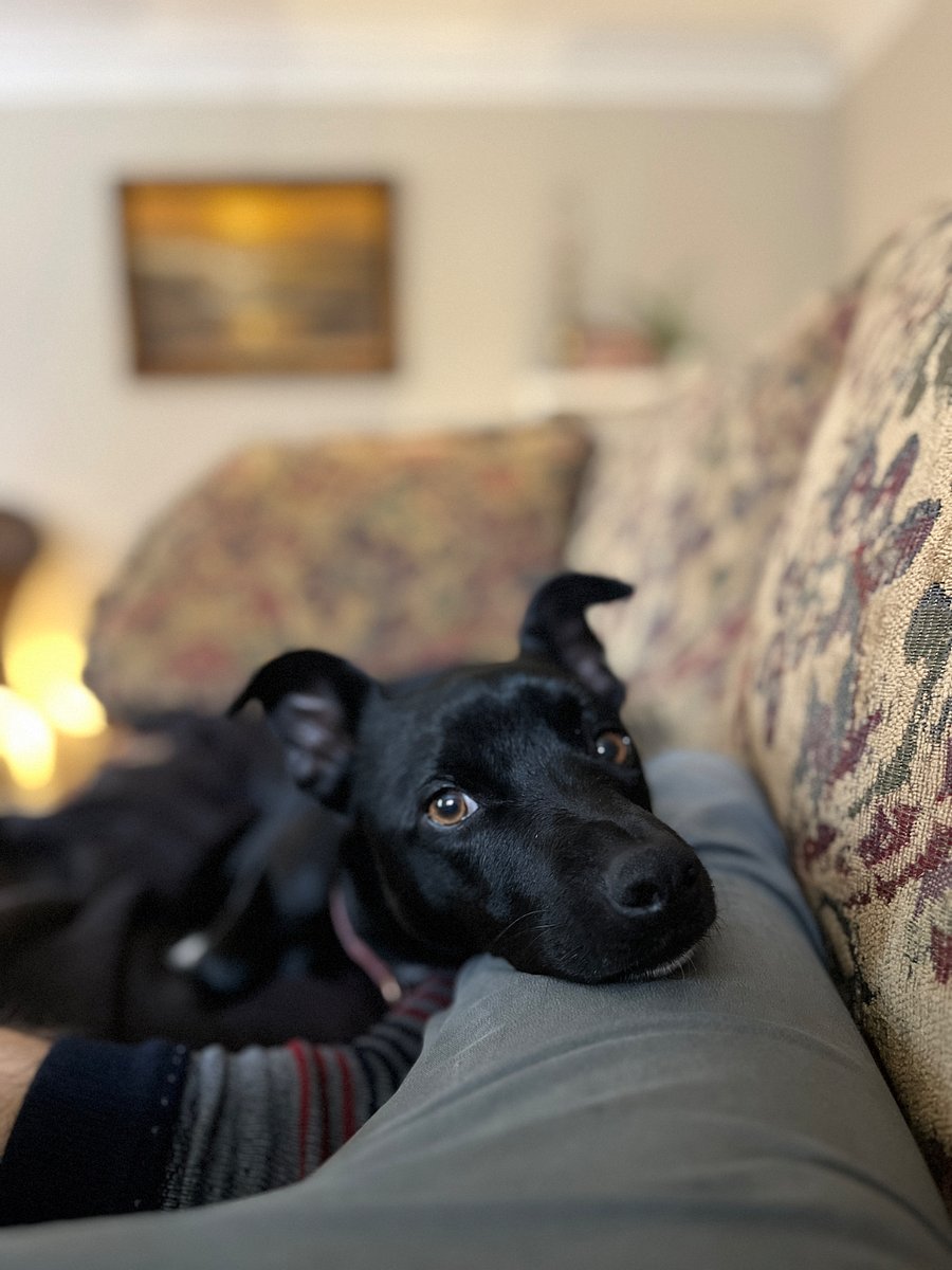 This is Carmy. She plays well with other dogs and mostly sleeps on the couch or her bed all day.