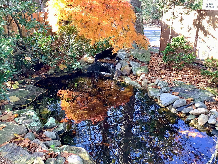 Koi pond adjacent to the fire pit