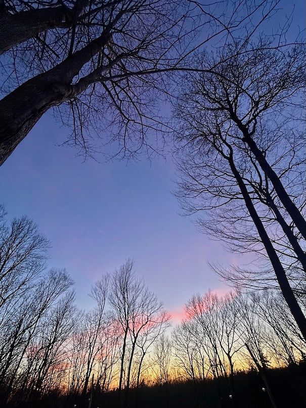 A winter's evening sky from the garden.