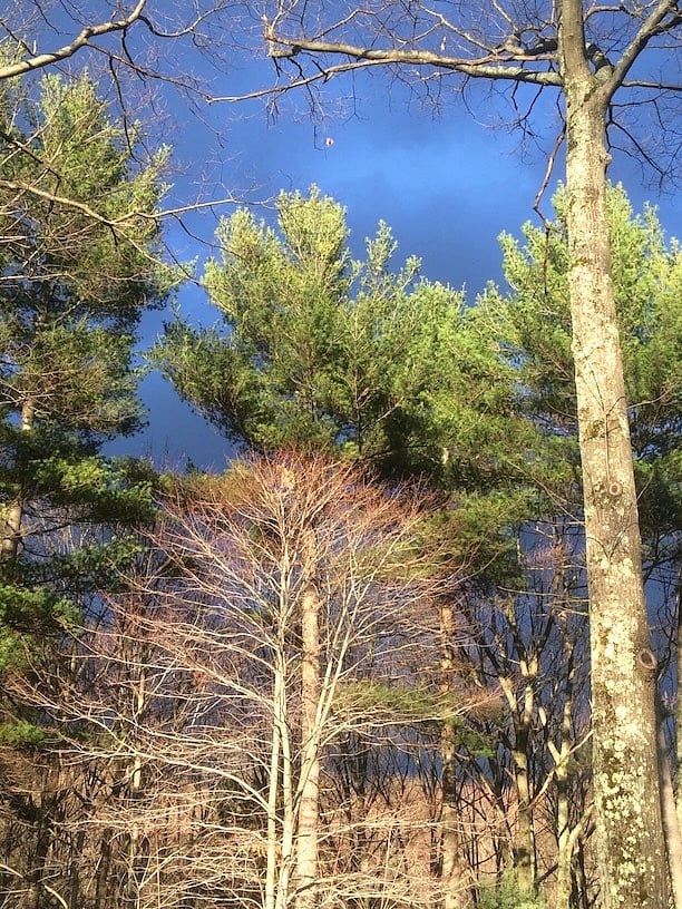 Last light on the tall pines, oaks, and maples in the front yard.