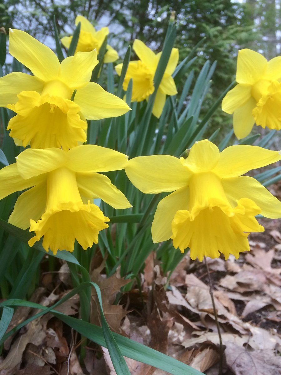 In mid-April, the daffodils bloom, encircling the house!