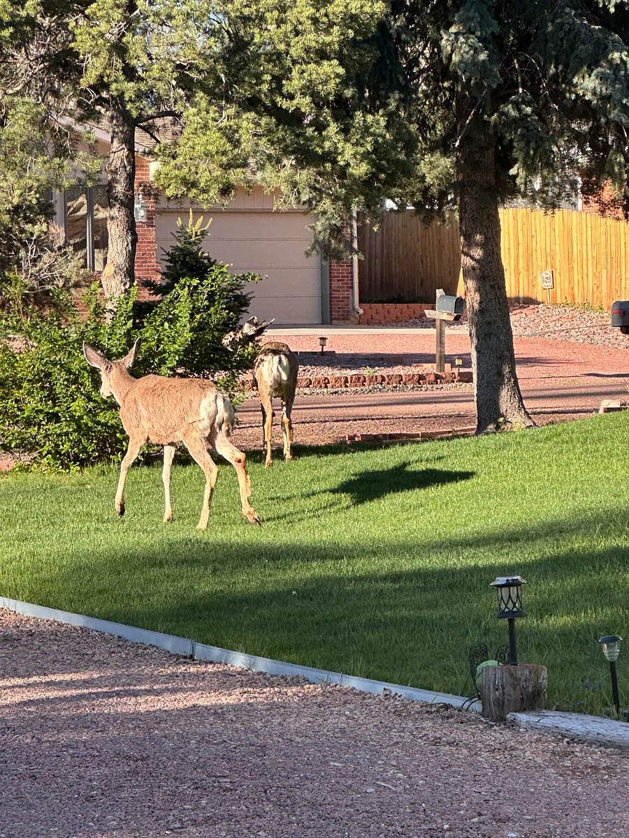 often see deer