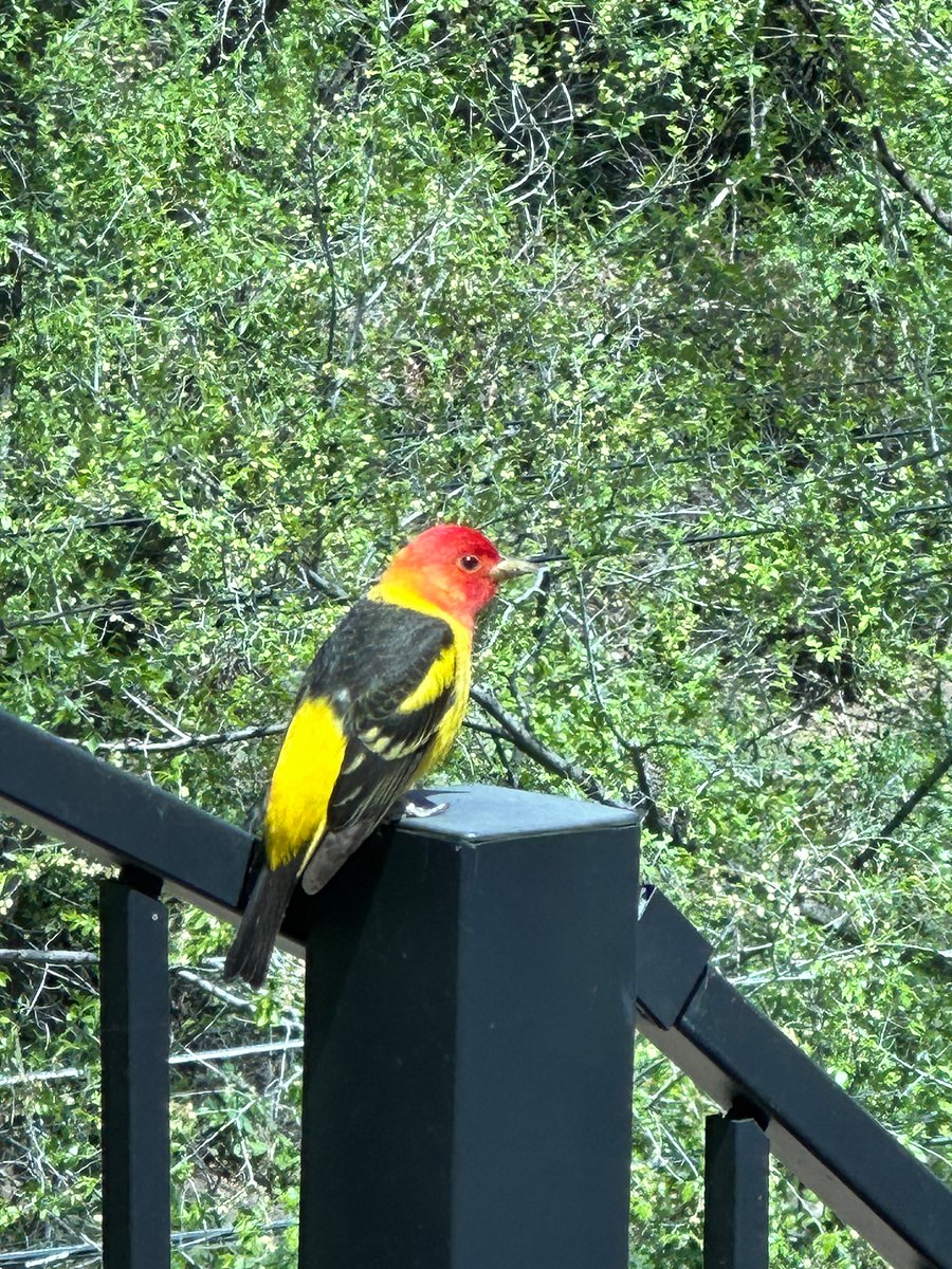 some of the birds in the spring visiting the feeders