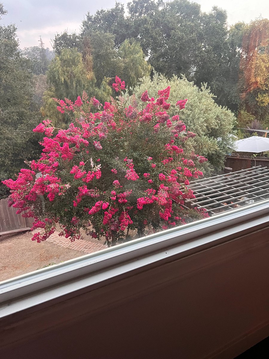 view from living room and dining room windows