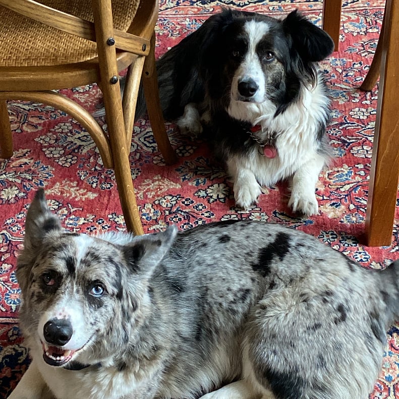 Teddy and Lucy are here about 40% of the time. They do not go into the rental space.
