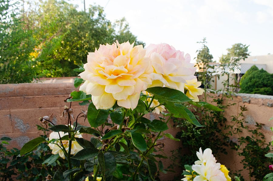 Private backyard with roses and foliage