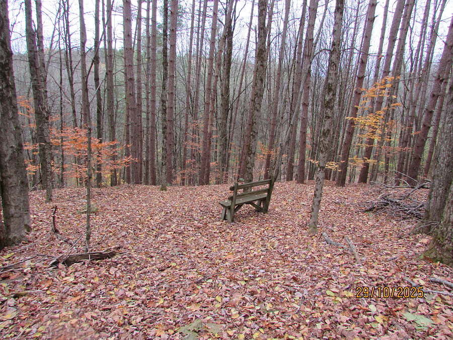 Quiet sitting area within the trees
