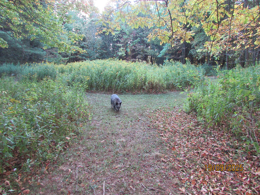 More walking trails