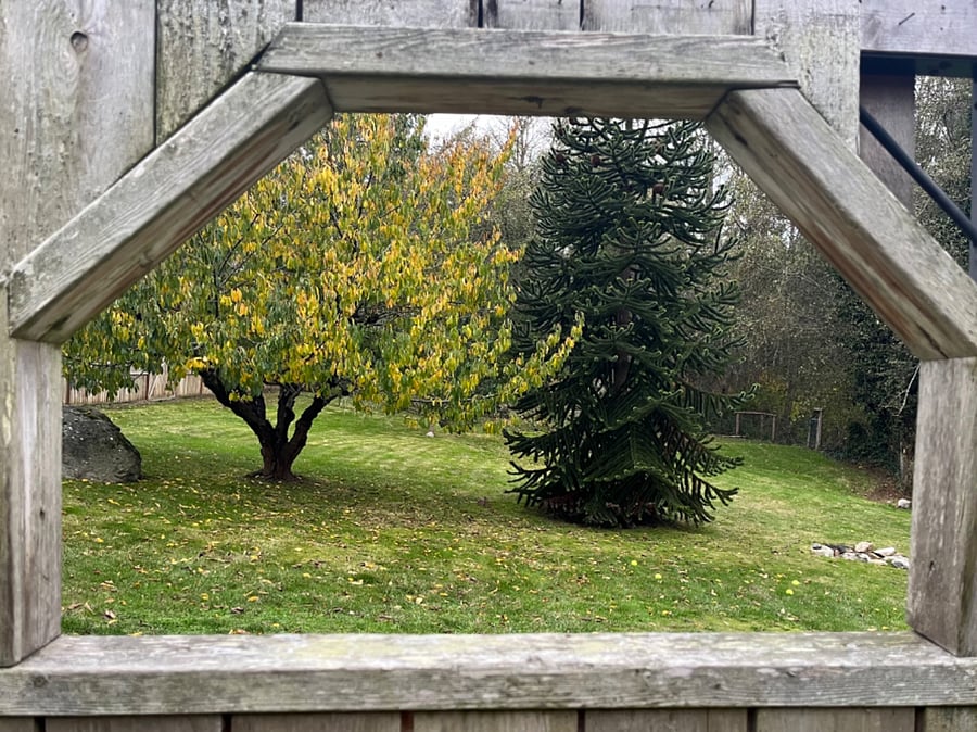 Backyard
