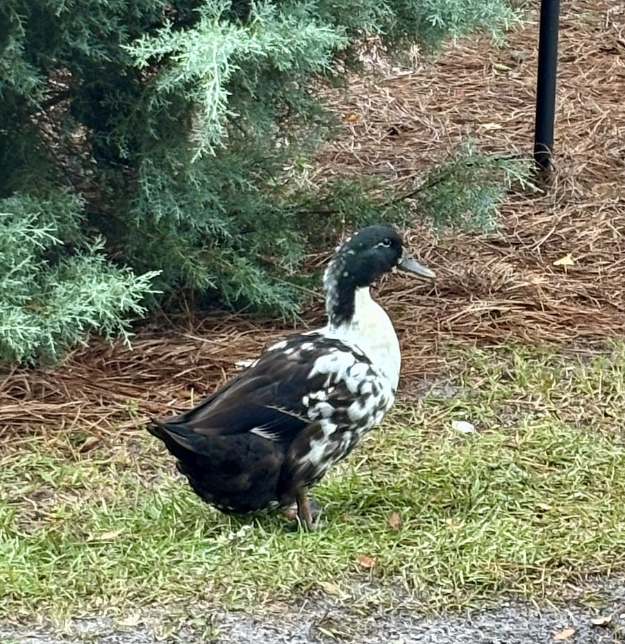A couple of domestic ducks also free range and sleep in their small pond at the rear of the property. They hang with the chickens most of the time and love to be given treats that are stored in the greenhouse. During the winter, that is where you can find fresh herbs - and whatever else we have growing!