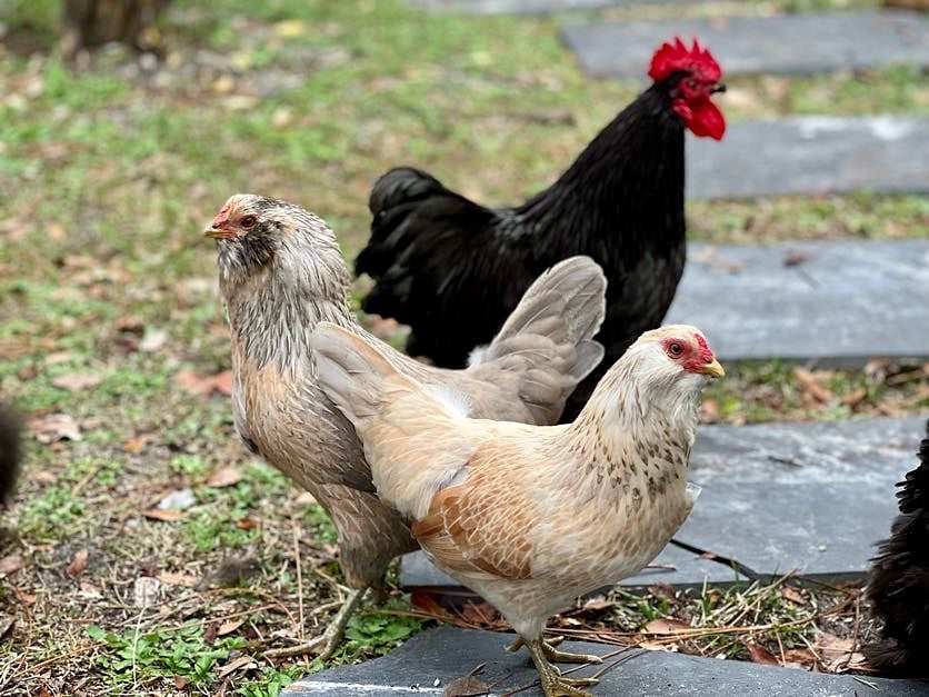 As they free-range the property, our feathered friends and their antics offer entertainment and eggs! They are well trained to let themselves in and out of the coop each day and require little care that we provide - or if you are feeling adventurous, you can take on the role of caretake and fill their water and feed once a week.