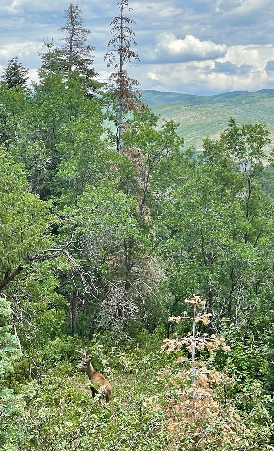 shot of frequent visitors in wildlife meadow, the view from your porch and living room.